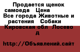 Продается щенок самоеда › Цена ­ 15 000 - Все города Животные и растения » Собаки   . Кировская обл.,Лосево д.